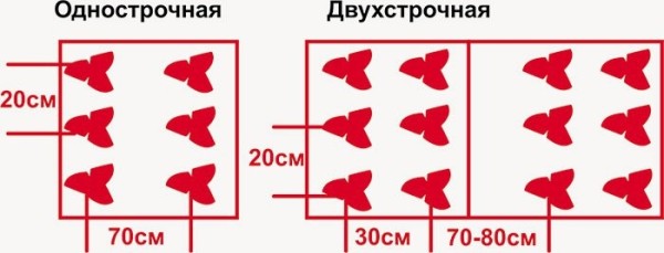 Как сажать клубнику в августе