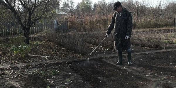 Как сажать клубнику в августе